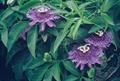 Passiflora Incense